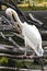 Preening Pelican