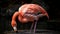 A preening pink flamingo balancing on one leg created with Generative AI