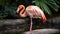 A preening pink flamingo balancing on one leg created with Generative AI