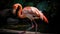 A preening pink flamingo balancing on one leg created with Generative AI