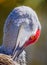 Preening sandhill crane close up