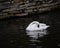 A Preening Swan
