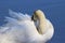 Preening Swan