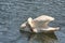 A Preening Swan on Blue Water