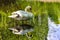 Preening Swan standing in beautiful reflected water surface at brandon marsh