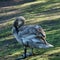 Preening time for the young swan