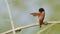 Preening - Tricoloured munia / Lonchura malacca