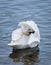 Preening Trumpeter Swan (Cygnus buccinator)