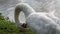 Preening white swan