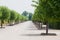 Prefect line of green trees - gardening