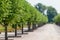 Prefect line of green trees - gardening