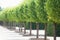 Prefect line of round green trees gardening. - Hot summer day.