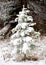 Prefect little Christmas tree with snow in nature