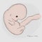 Pregnancy. Fetal growth from fertilization.