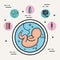 pregnancy growth baby fetus development amniotic