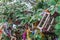 Pregnancy offerings on a tree at Kandasamy Koneswaram temple in Trincomalee, Sri Lan