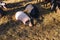 Pregnancy pigs outdoor on hay and straw at farm in the village waiting for food. Chinese New Year 2019. Zodiac Pig - yellow earth