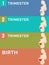 Pregnancy stages. Infographic.