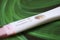 Pregnancy test