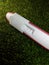 Pregnancy test pack positive result at green grass