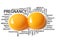 Pregnancy wording conceptual with two eggs