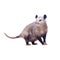 Pregnant American Opossum  Female Didelphis virginiana or common opossumâ€”the only marsupial pouched mammal found in the