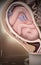 Pregnant anatomy with fetus