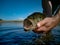 Pregnant Bass fishing on beautiful lake in South Africa closeup shot with lure