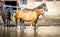 Pregnant bay quarter horse mare in the fall pasture