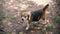 Pregnant beagle standing on the ground