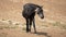 Pregnant Black Sabino Wild Horse Mare near the waterhole in the Pryor Mountains Wild Horse Range in Wyoming USA