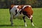 Pregnant brown cow feeling the calf