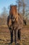 Pregnant brown Icelandic horse in yellow evening sunlight