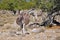 Pregnant Burchell\'s zebra in Namibia Africa