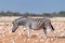 Pregnant Burchells zebra mare walking in red sand