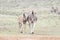 Pregnant Burchells zebras mare and her foal