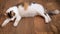 Pregnant cat lies on the wooden floor. Cat in the last term of pregnancy . Pregnant calico cat with big belly laying on