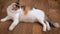 Pregnant cat lies on the wooden floor. Cat in the last term of pregnancy . Pregnant calico cat with big belly laying on