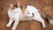 Pregnant cat lies on the wooden floor. Cat in the last term of pregnancy . Pregnant calico cat with big belly laying on