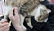 Pregnant cat rubs and purrs with her owner, domestic lovely kitten outdoors 4k footage