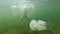 A pregnant cheerful young woman swims and dives under the water with a white jellyfish in the open sea.