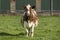 Pregnant cow with rope around snout standing with young