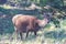 Pregnant Deer Cervus Elaphus in Sierra de Cazorla, Cazorla mountains