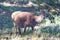 Pregnant Deer Cervus Elaphus in Sierra de Cazorla, Cazorla mountains