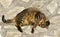 PREGNANT DOMESTIC CAT ROLLING