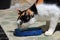 Pregnant Domestic Female White Black and Yellow Color eating his instant food at blue plastic bowl