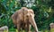 A Pregnant Elephant