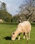 Pregnant Ewe Grazing