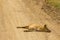 Pregnant Female Dhole Resting on Road