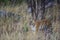 Pregnant female tiger panthera tigris was stalking a prey in hide of long grass and  camouflage her body at kanha national park